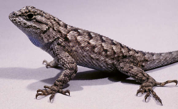 Image of Western Fence Lizard