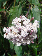 Image of Stevia lucida Lag.