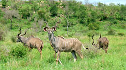 Image of Spiral-horned Antelope