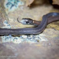 Image of Red-bellied Snake