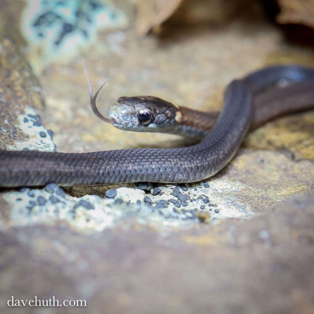 Image of brown-bellied snakes