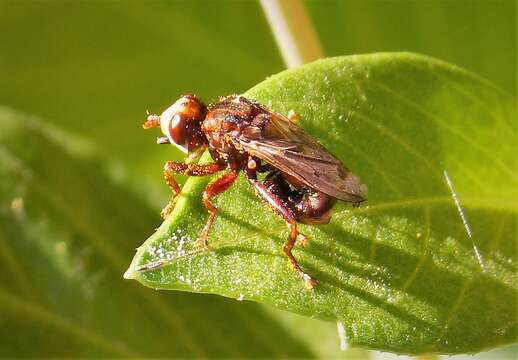 Image of Sicus ferrugineus (Linnaeus 1761)