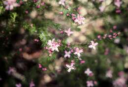 Image of Boronia subulifolia Cheel