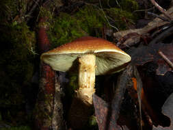 Image of Hypholoma