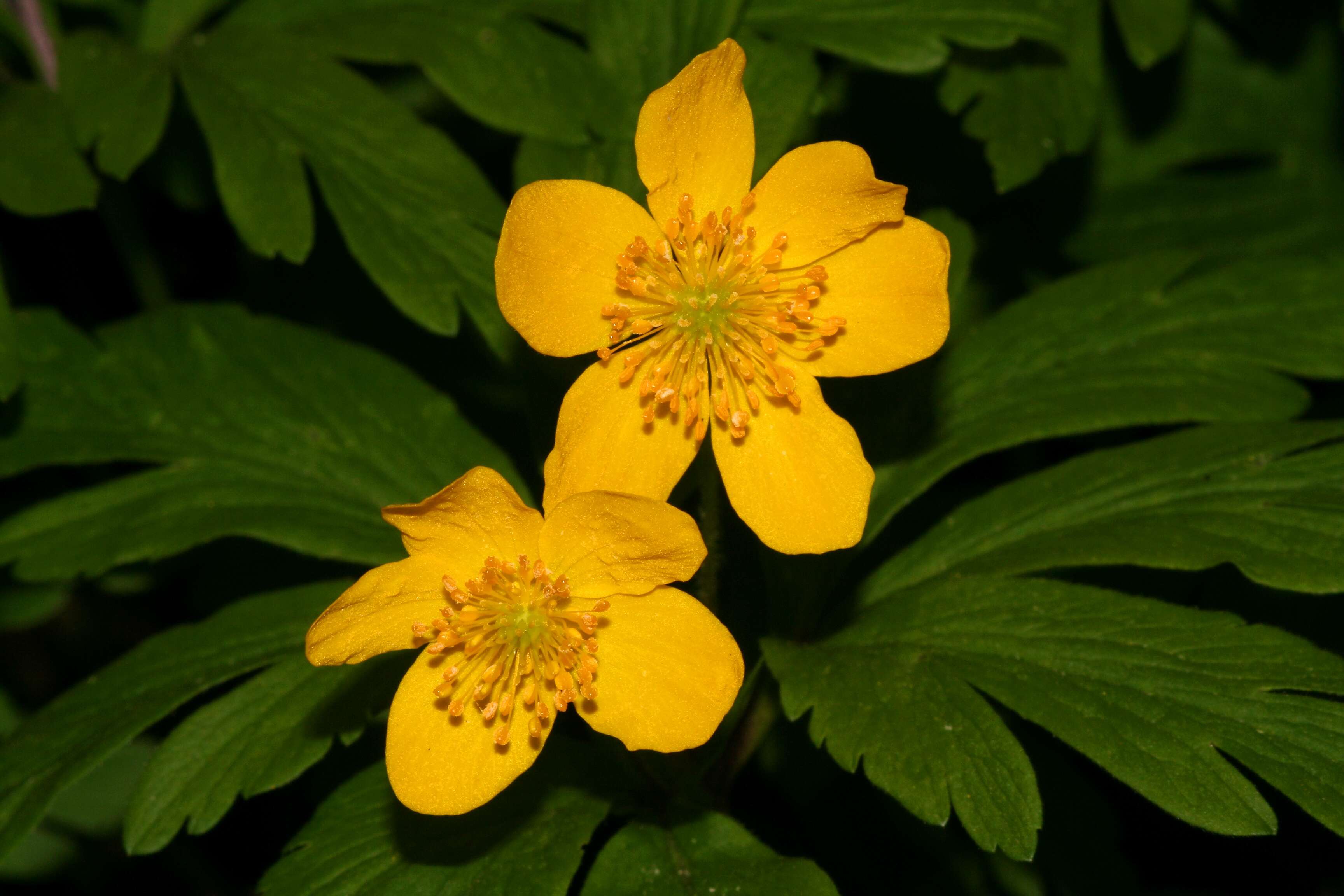 Image of Yellow Anemone