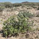 Image of Artemisia spinescens Eaton
