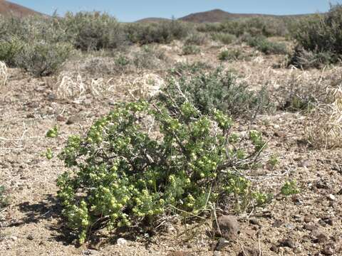 Image of bud sagebrush