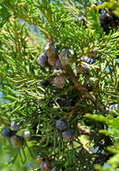 Imagem de Juniperus thurifera L.