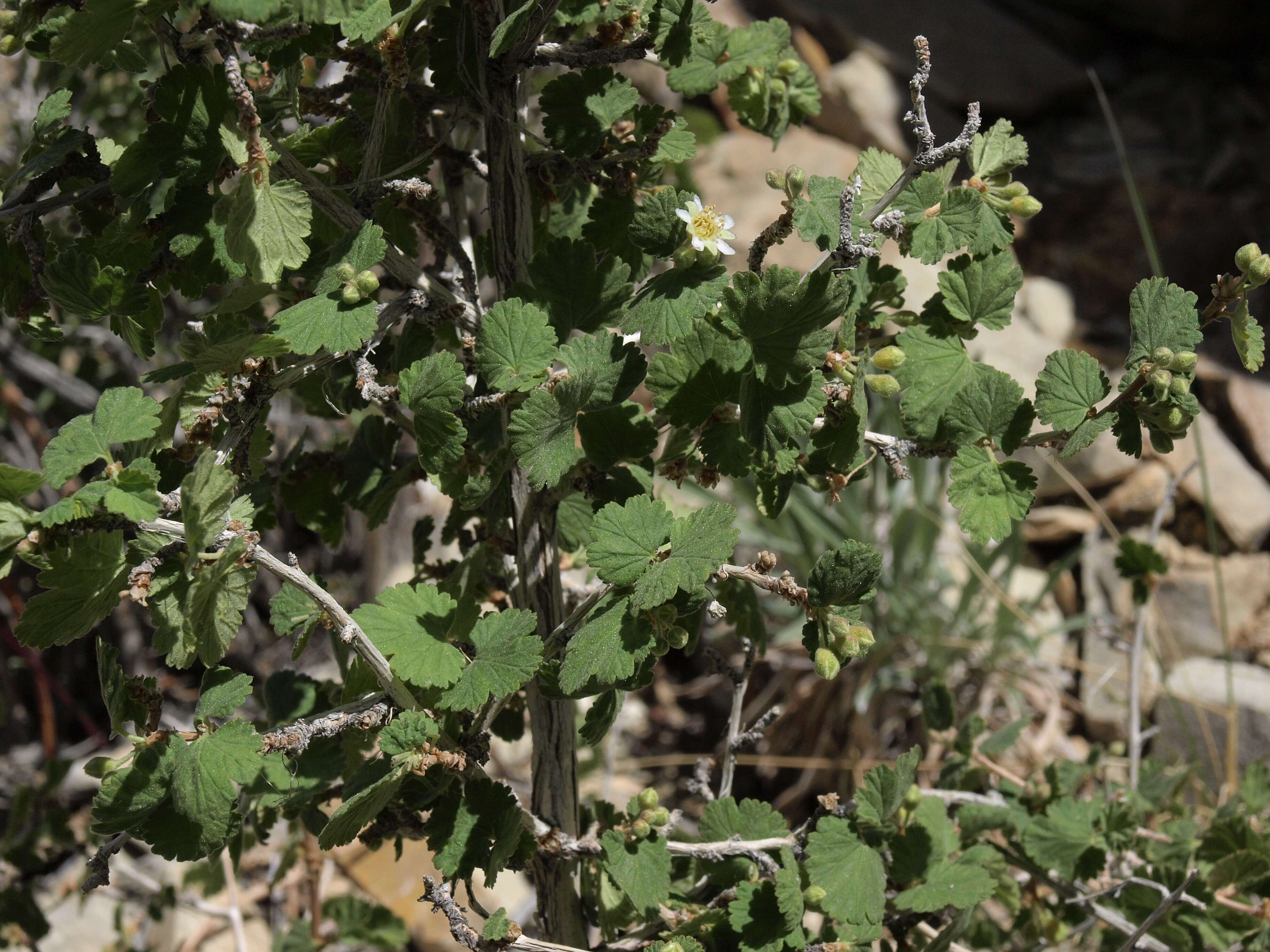 Plancia ëd Physocarpus alternans (M. E. Jones) J. T. Howell