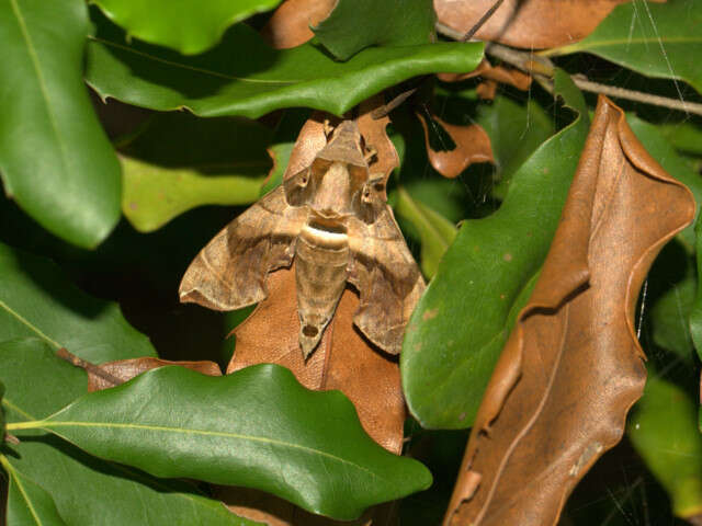 Image of Sphingidae