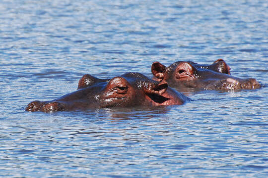 Image of Common Hippopotamus