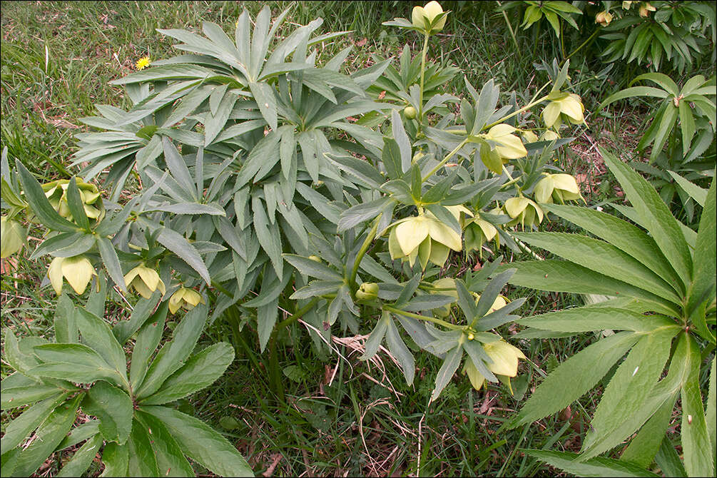 Image of Helleborus bocconei subsp. siculus (Schiffner) Merxm. & Podl.