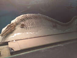 Image of Tylosaurus Leidy 1856