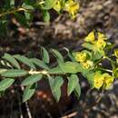 Image of Euphorbia squamigera Loisel.