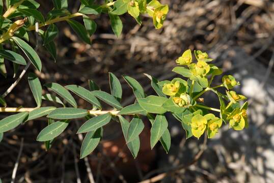 Euphorbia squamigera Loisel. resmi