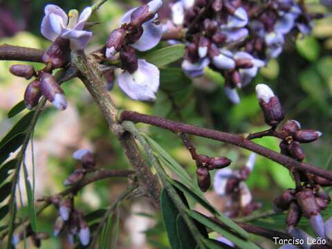 Image de Machaerium isadelphum (E. Mey.) Standl.