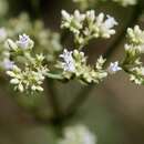 Image de Galianthe grandifolia E. L. Cabral