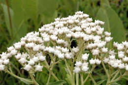 Image of feverfew