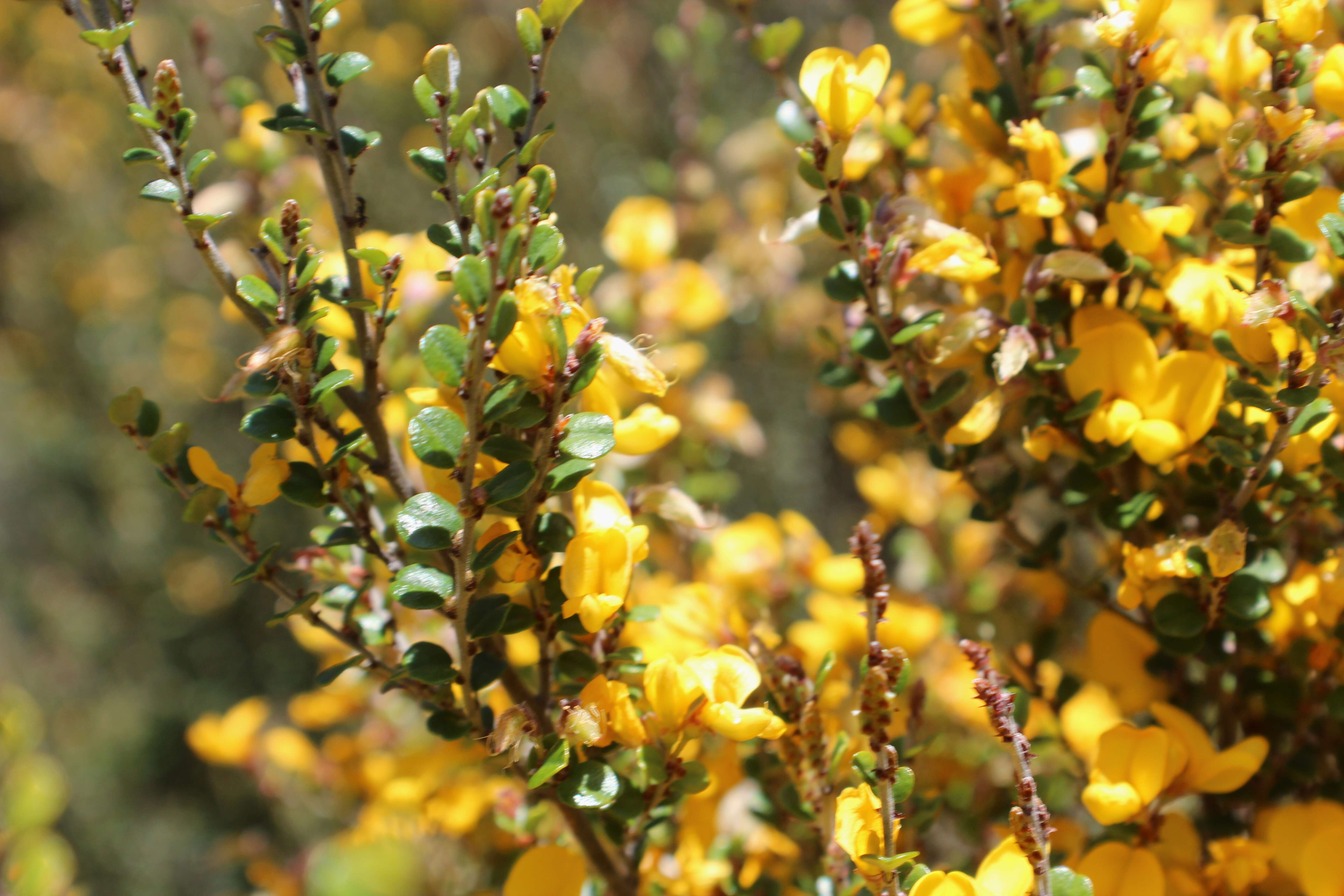 Plancia ëd Bossiaea foliosa A. Cunn.