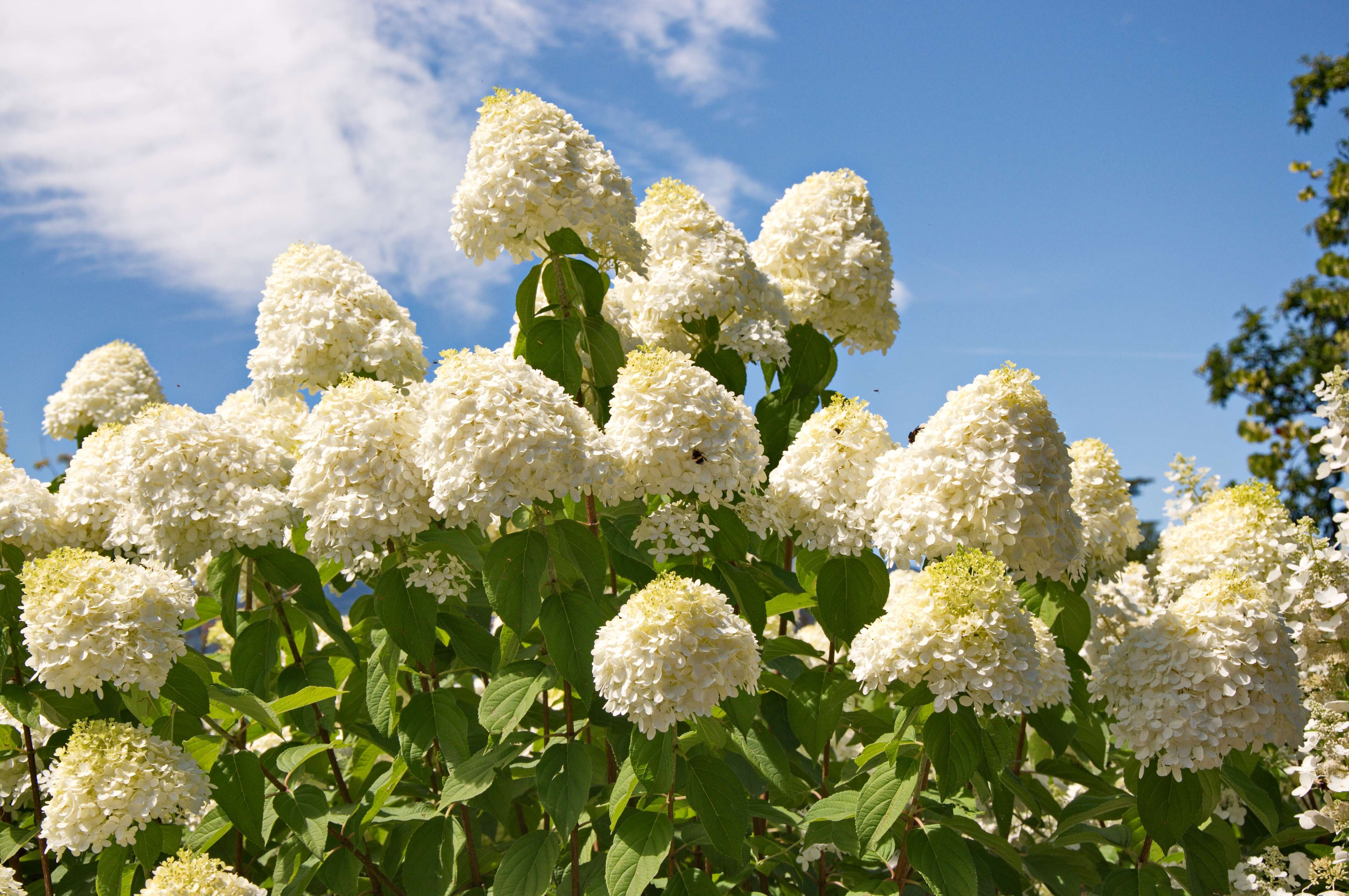 Image of hydrangea