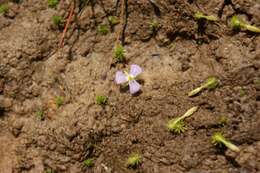 Image of bog-moss family