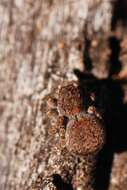 Image of Peacock Spiders