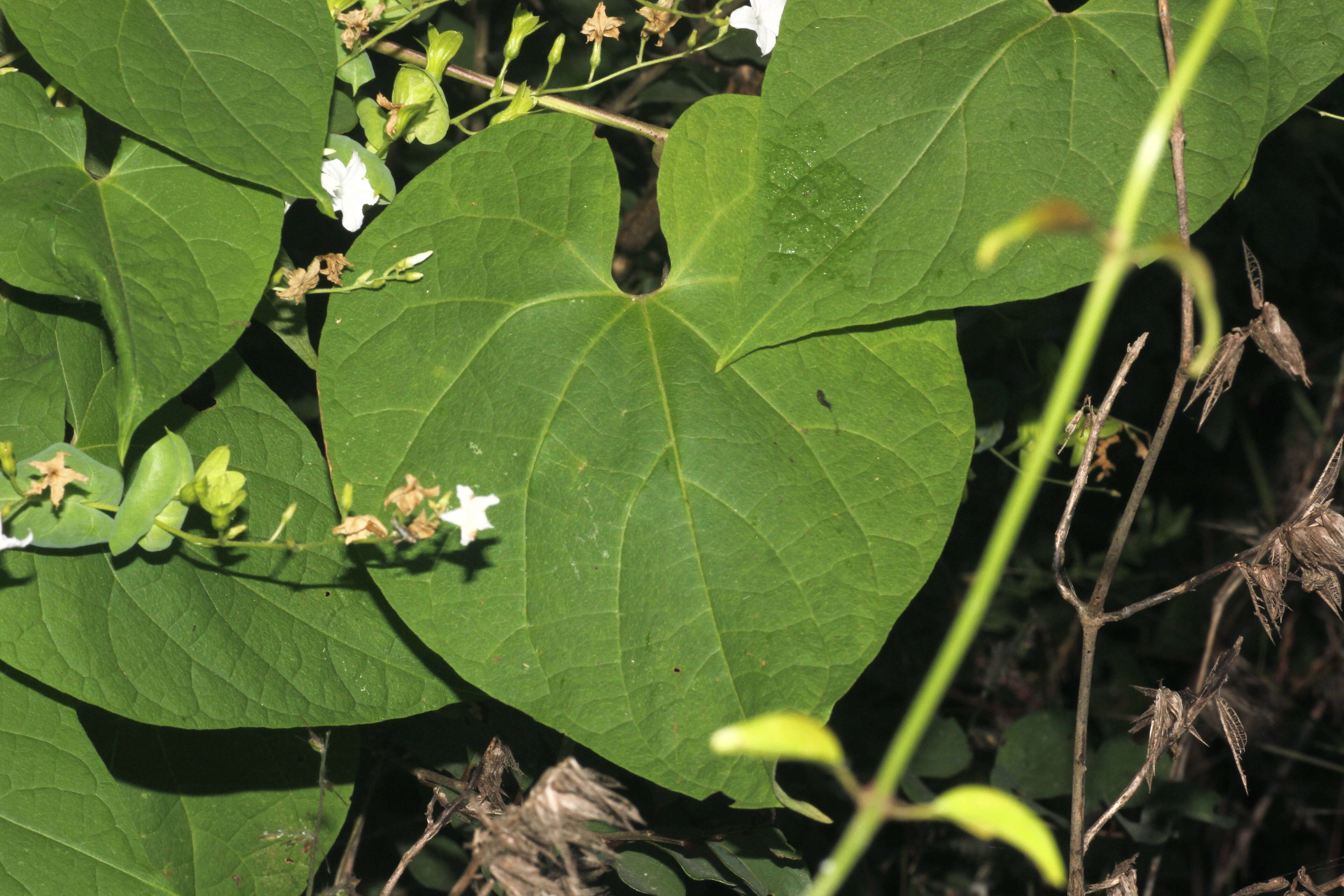 Image of Dinetus racemosus (Roxb.) Sweet