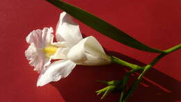 Image of Sobralia liliastrum Lindl.