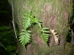 Image of polypody