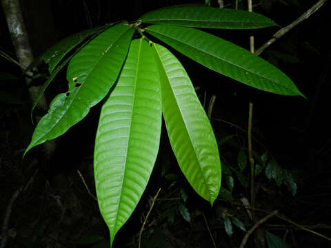 Image of cow tree