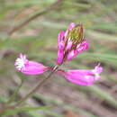 Image of Polygala major Jacq.