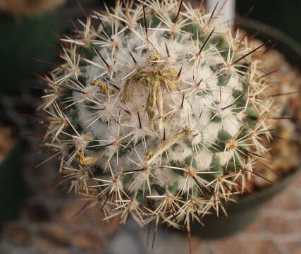 Image of Coryphantha clavata (Scheidw.) Backeb.