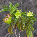 Image of Llagunosa glandulosa