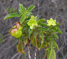 Image of Sapindaceae