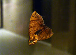 Image of Eulithis