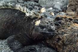 Image of marine iguana