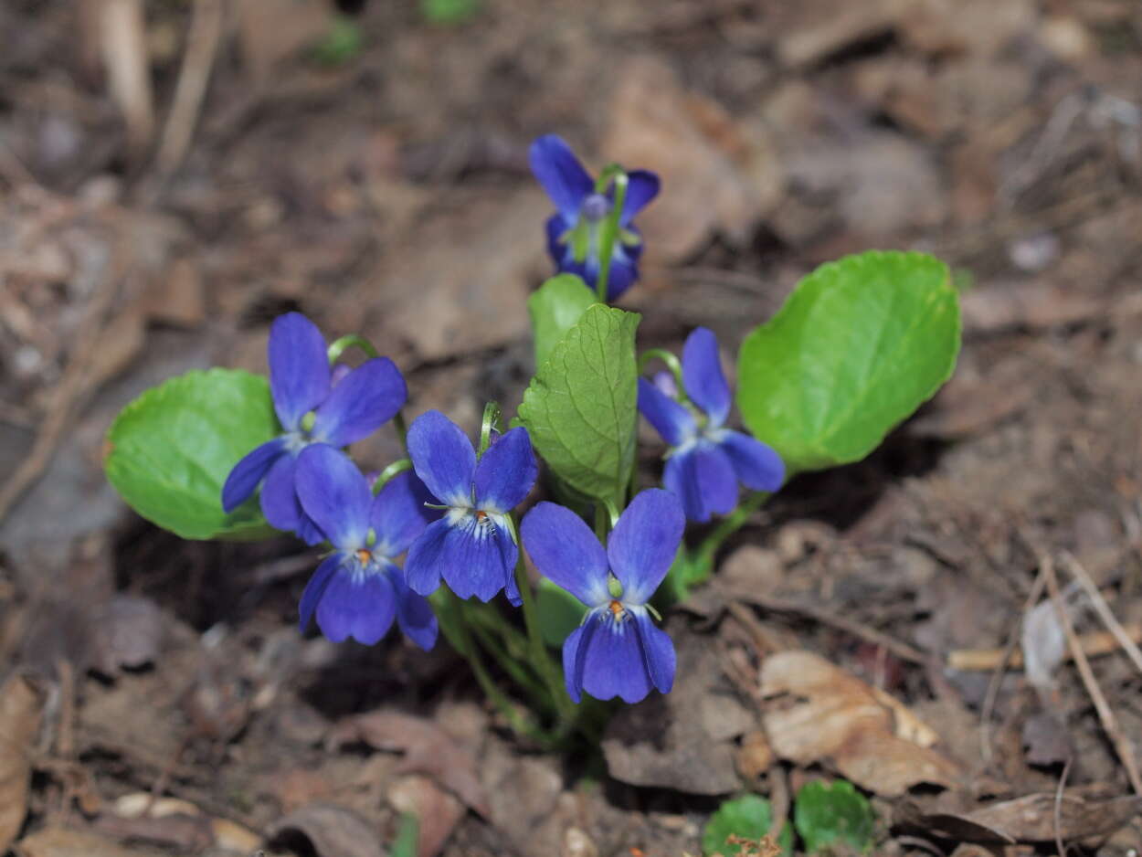 Image of Russian Violet