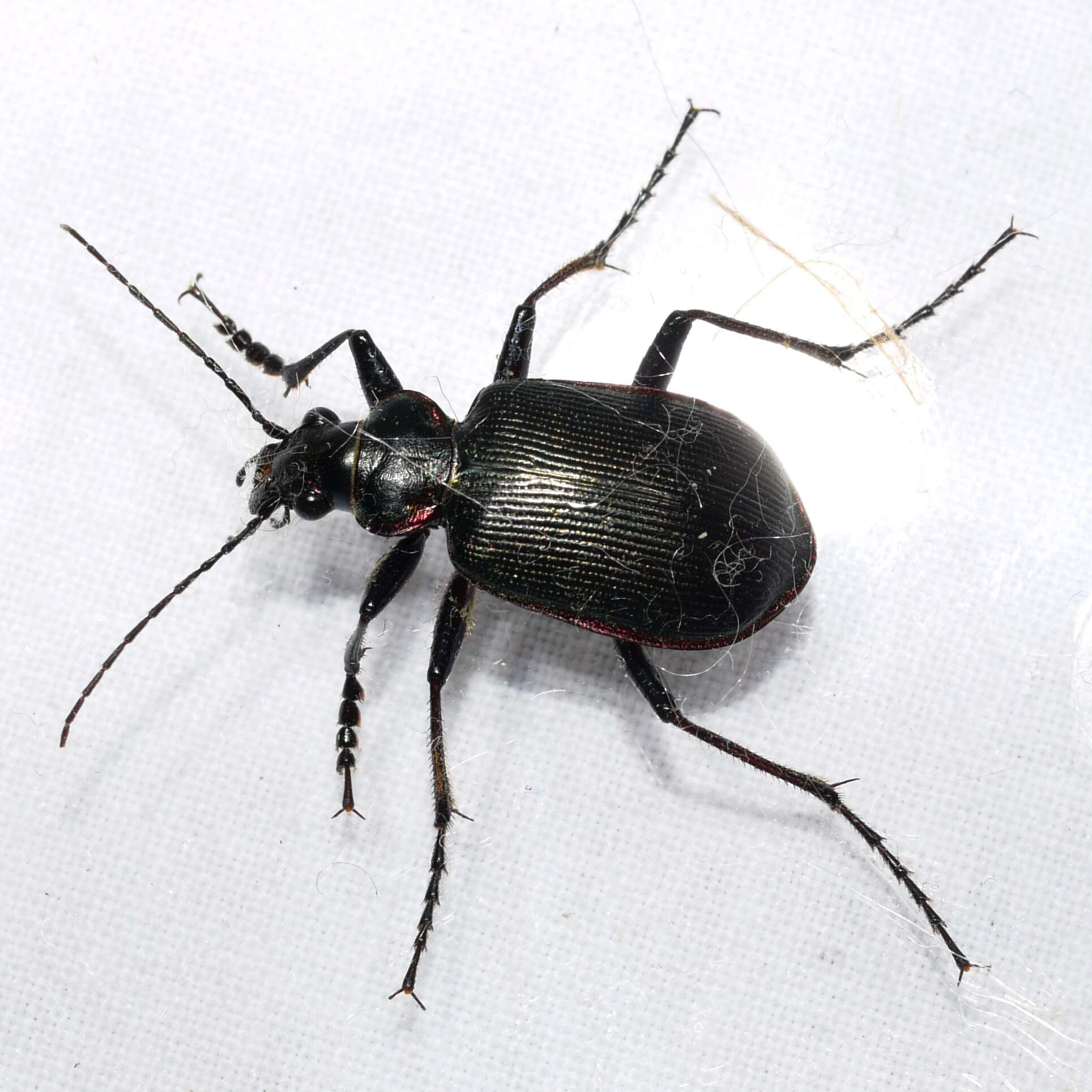 Imagem de Calosoma (Calosoma) wilcoxi Le Conte 1847