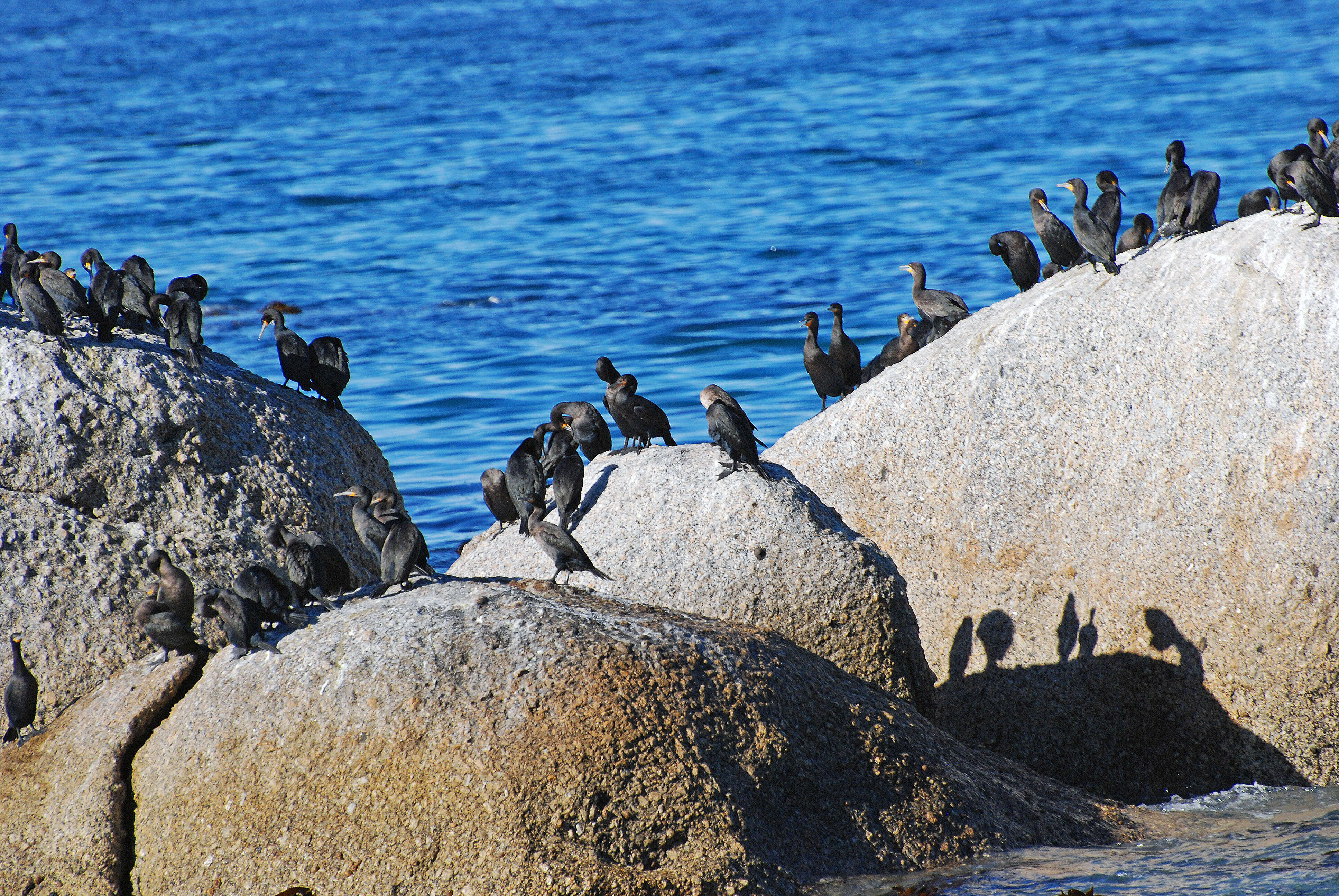 Phalacrocorax capensis (Sparrman 1788) resmi