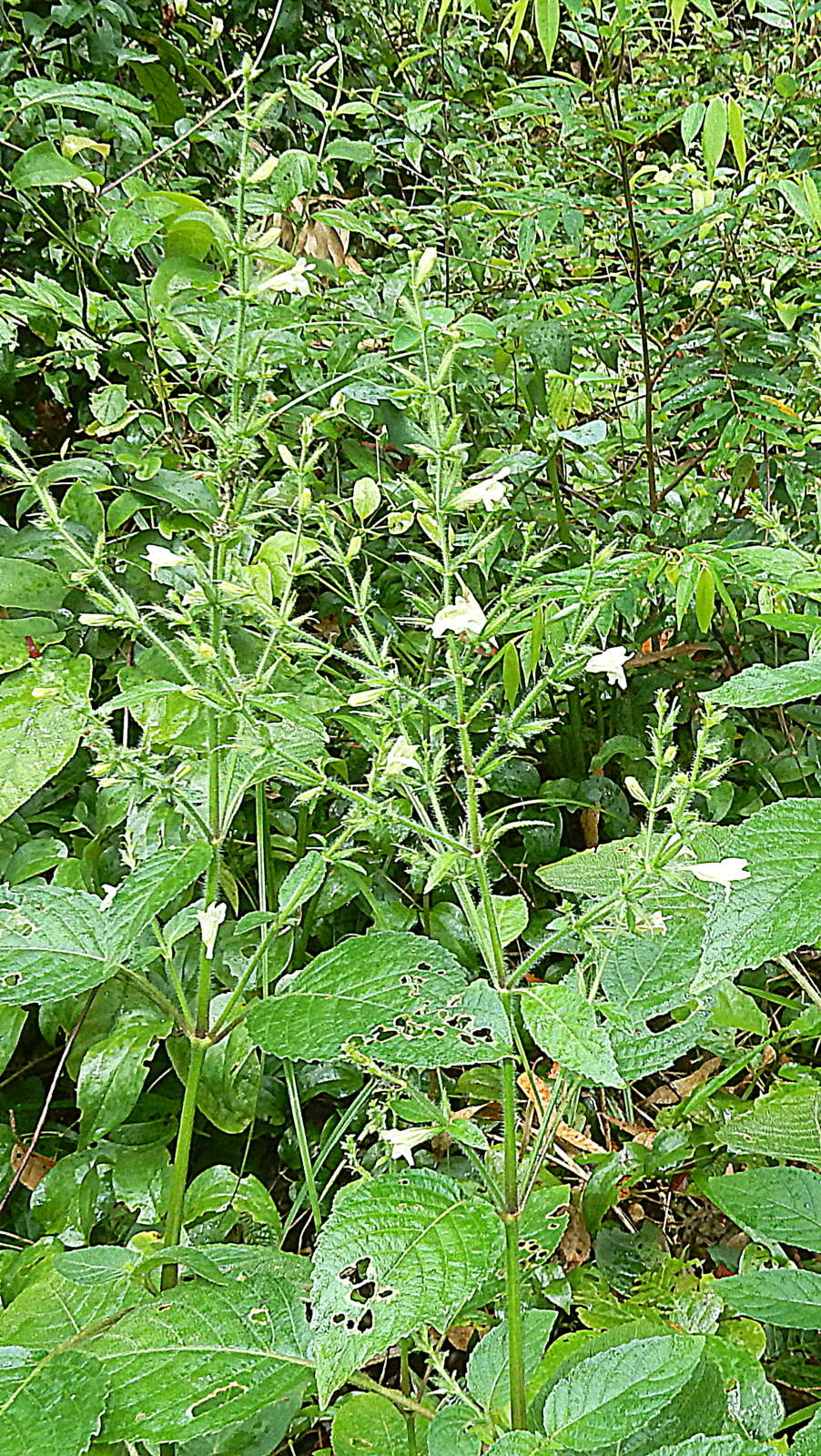 Image of Ruellia ochroleuca Mart. ex Nees