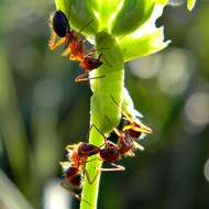 Image de Camponotus floridanus (Buckley 1866)