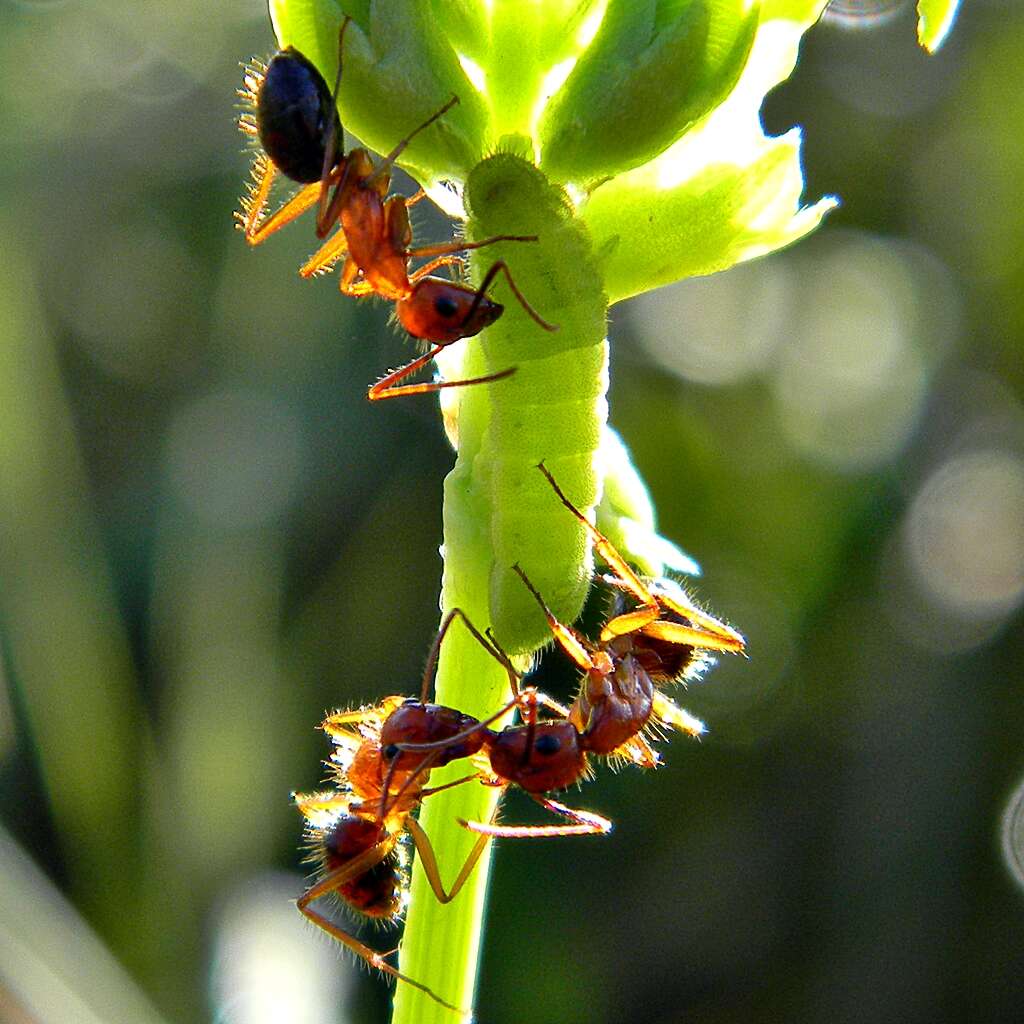 Image of Florida Carpenter Ant