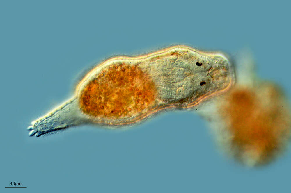 Image of Rhabdocoela