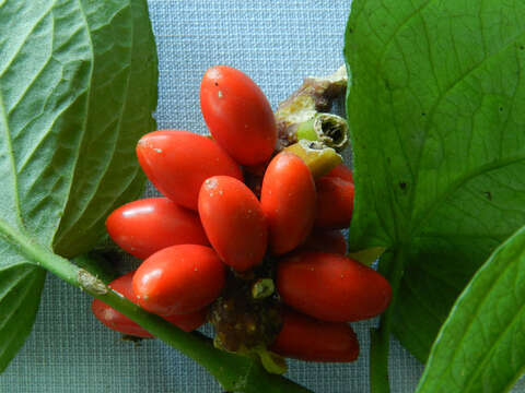 Image of Anthurium clidemioides Standl.