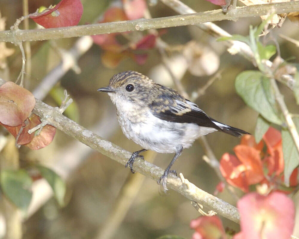 Image of Little Pied Flycatcher