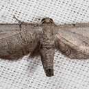 Image of Fine-lined Gray Moth