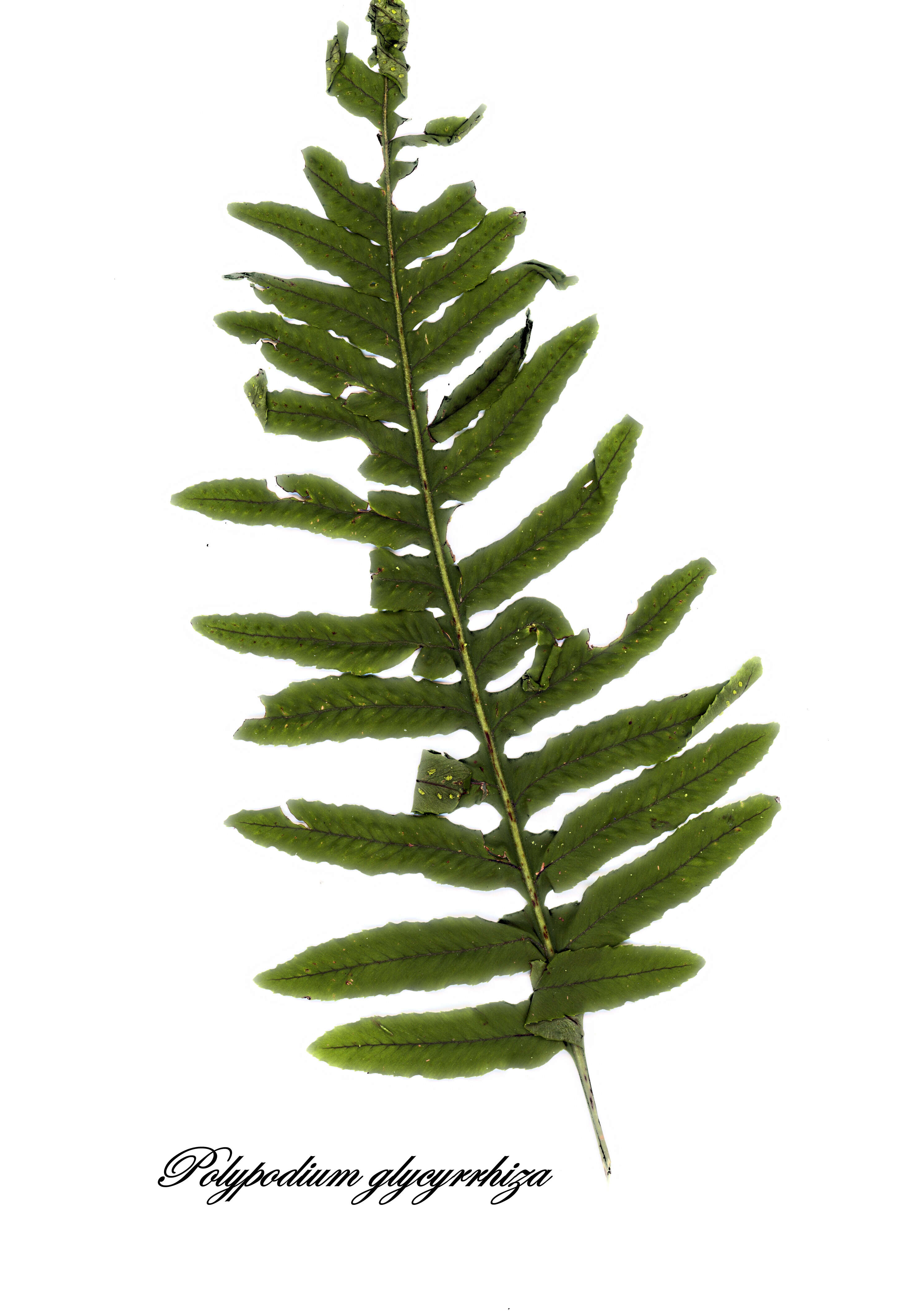 Image of polypody