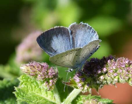 Image of holly blue