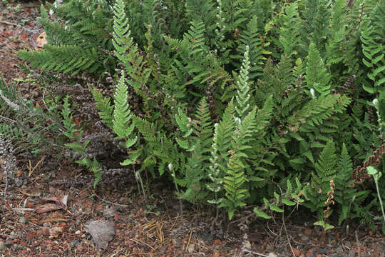 Image of Coville's lipfern