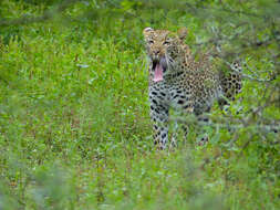 Image of Leopard